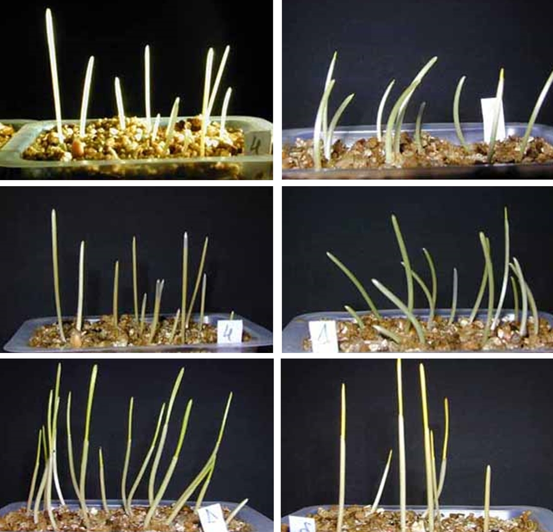 Croissance Et Developpement Des Plantes Cours